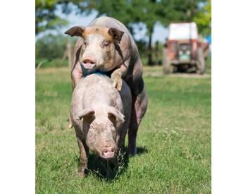 Boar breeding performance enhanced by critical nutrients | WATTPoultry.com