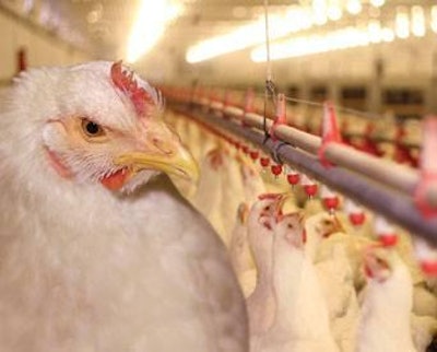 Branex | Dreamstime.com | Only through the synergy of several applications and practices it is possible to effectively replace antibiotics in poultry diets.