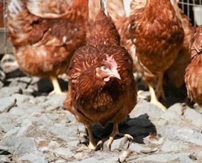 The FDA has issued draft guidance to answer questions from egg producers with hens that have access to the outdoors regarding staying in compliance with the Salmonella enteritidis rule.