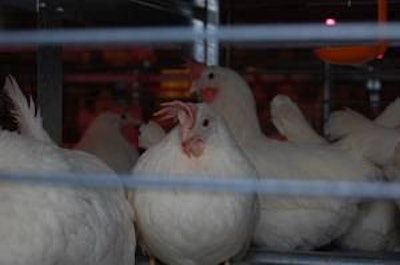 Some small to medium-size egg producers believe that the bird density requirements of the hen welfare agreement that are based on cage age could put some producers out of business.
