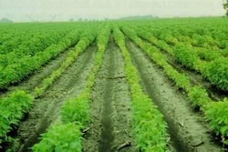 Cereales 1204 Ia Noticias