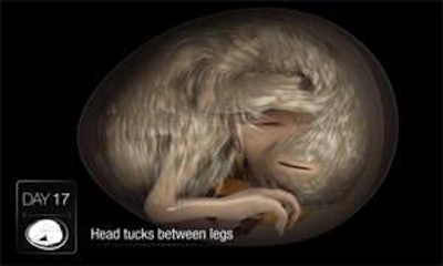 Poultry CRC | A two-minute simulation video on YouTube shows the process of chick embryo development.