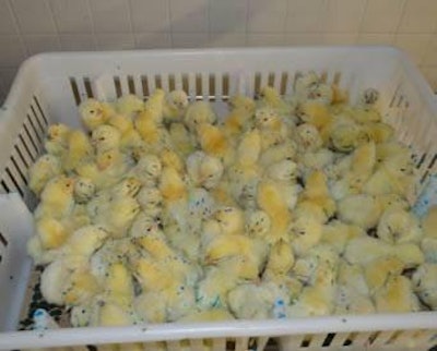 Applying vaccine by gel can raise the number of effective vaccine droplets pipped and ingested by chicks by 30 percent, compared with spray droplets.