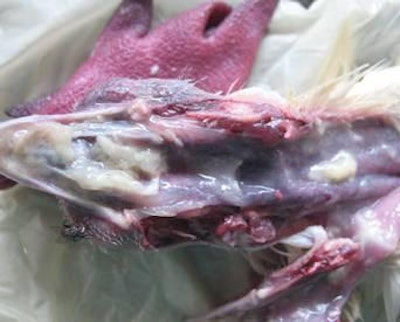 Foto cortesía de los autores | Coriza infecciosa: Porción anterior del aparato respiratorio abierto, con exudado denso que obstruye los cornetes; se aprecia la cresta cianótica.