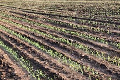 Corn Seedlings 1403 F Mland