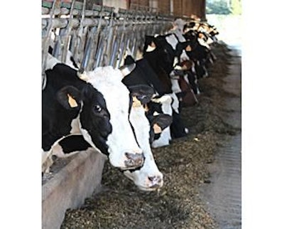 Feed International | The nutrient needs of rumen microbes greatly differ from those of the lactating dairy cow.