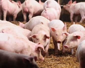 Effects of grinding high-fiber feed ingredients for swine diets ...