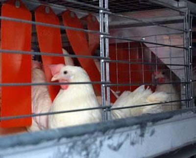 The 2013 version of the Egg Bill mandates a move out of conventional cages to either enriched cages, pictured here, or cage-free systems over a 15-16 year period.
