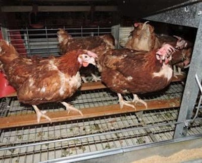 Enriched cages at the North Carolina’s Piedmont Research facility are one of the five housing alternatives where breeds of hens can be tested.