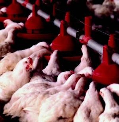 A range of viable cost reduction strategies using conventional diet formulation software apply to broiler chickens, but the principles also work in pig and turkey diet formulation.