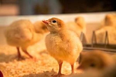 What happens during the first seven days of a chick's life has a direct impact on the fully grown bird in terms of health and weight.