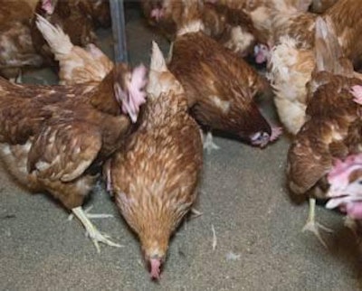 Cage-free housing systems allow opportunities for hens to exhibit foraging behavior, but this also means more access to feces and the potential for coccidiosis issues.