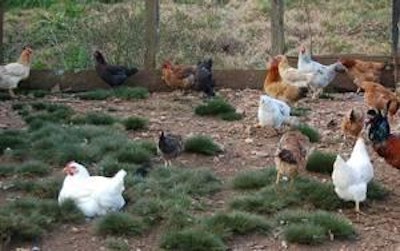 Las gallinas de traspatio son fuente común de salmonela, no solo paratíficas, sino también de S. gallinarum y S. pullorum.