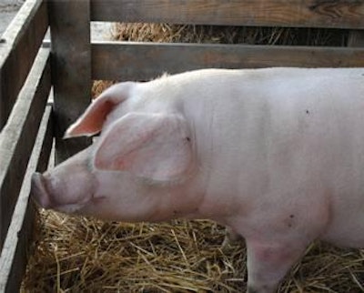 Theoretically, it is easier to add sows to large groups because the other sows are less likely to notice when a new sow is added, and therefore there are fewer fights.
