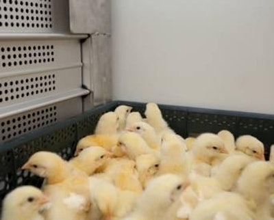 HatchTraveller will be able to transport more than 62,000 chicks per truck.