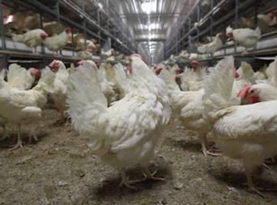 Michigan State University researchers found that hens in aviary systems spent most of their afternoon on the floor litter in Coalition for Sustainable Egg Supply research.