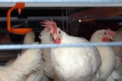 Passage of H.R. 3798 would shift hens out of traditional cages and into enriched colonies like this one over a period of 18 years.