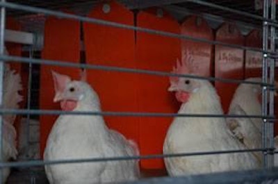 In Senate testimony, egg producers debated the pros and cons of legislation calling for elimination of conventional cages in favor of enriched cages.
