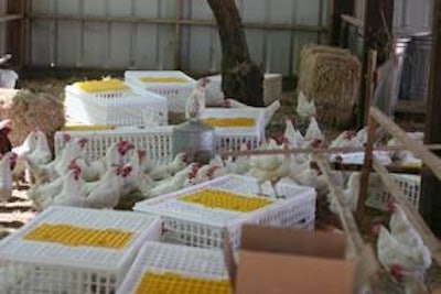 Animal Place | Animal Place rescued 1,150 hens from a farm in northern California.