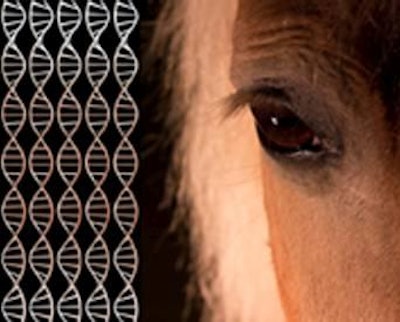 Horse DNA has been found in processed beef in European countries.