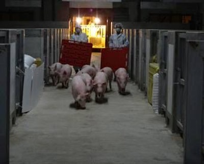 Hypor pigs were delivered to Taiwan from Canada.