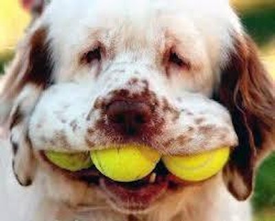 Google. | Cute dog with tennis balls.