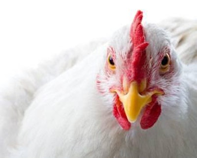 BigStock Photo | Broiler producers must continue to meet performance objectives, in terms of both growth and flock uniformity, despite increases and volatility in raw material costs.