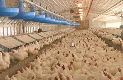 Because of the Egg Safety Rule’s refrigeration requirement, surplus broiler eggs are now excluded from the breaker market.