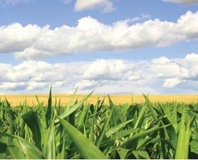 Foto cortesía de karlnaundorf | BigStockPhoto.com | La habilidad de pronosticar los mercados de granos, como el maíz, y realizar compras y/o tomar coberturas, puede marcar la diferencia para que el avicultor gane o pierda dinero.