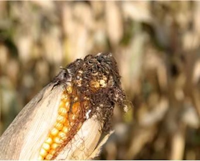 Maize is often afflicted by aflatoxins, although all mycotoxins can be equally encountered.