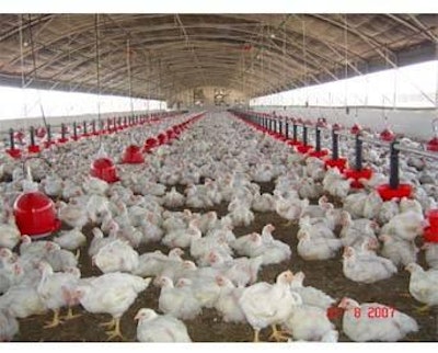 While modern broiler farms exist in Morocco, such as this one Bouznika, the industry would benefit from greater modernization and more integration.