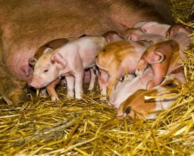Gabriel Blaj | Dreamstime.com | Low-weight piglets are very common in large litters from hyperprolific sows.