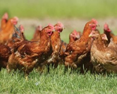 Paul Poornan | European legislators are pushing the feed industry to achieve 100 percent organic poultry feeds, which in the absence of amino acids, would not be fit for purpose.