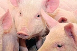 Feed Energy | PED virus has killed more than 10 million piglets since April 2013.