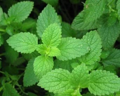 Freeimages.com | haiinee | Using up to 2 percent peppermint leaves enhances productivity in laying hens.