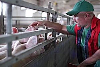 Taking care of piglets does not need to be expensive, but it does require some thought.