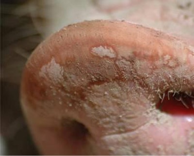 A familiar taste or flavor might help piglets recognize dry feed sooner.