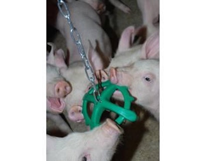 Pigs playing with simple toys have less chances of developing harmful behavior like ear and tail biting.