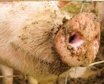 AnneScott I Dreamstime.com | Pigs will get dirty, so a clean environment will help them remain healthy.