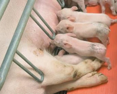 Osborne Industries Inc. | Heat pads can be positioned to allow the piglet to suckle but creating a gap to prevent them being crushed.