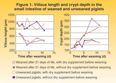 While supplementary feed has hardly any effect on the development of the villous length, unweaned piglets clearly show more pronounced villi.
