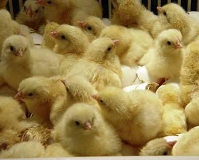 Hay que mantener una humedad relativa óptima para sustentar la calidad o fortaleza de los pollitos al nacer.