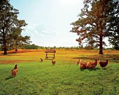 Ranges on the happy egg co. farms typically have tree cover, sandboxes and 'activity kits.'