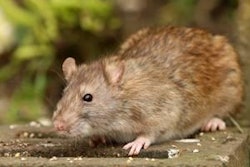 scooperdigital@BigStockPhoto.com | Rodents can carry Salmonella and a number of poultry diseases; rodent control needs to be part of every farm’s food safety and biosecurity programs.
