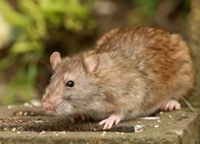 scooperdigital@BigStockPhoto.com | Rodents can carry Salmonella and a number of poultry diseases; rodent control needs to be part of every farm’s food safety and biosecurity programs.