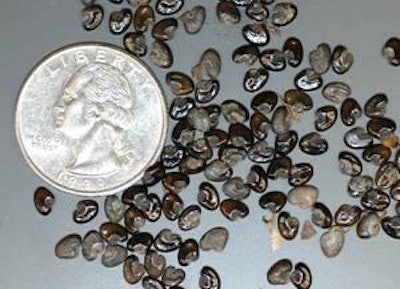 Figura 1. Las semillas de crotalaria son negras brillantes, tienen una forma distintiva de corazón o frijol o poroto enano, y son pequeñas, de aproximadamente 3.2 mm de largo.