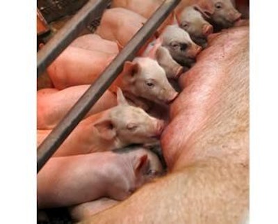 AleksanderAndjic I Dreamstime.com | High litter weight depends entirely on high sow feed intake.