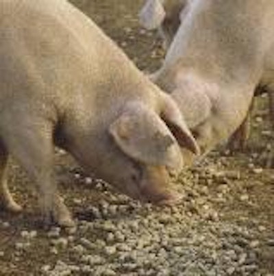Dividing the sow population by parity allows senior sows to be given special feeding. (Photo courtesy MLC)