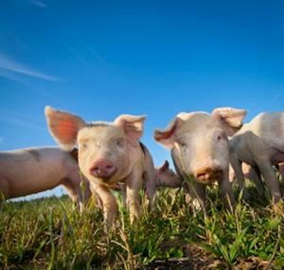 Photo by Dreamstime | The success of a piglet feed formulation hinges on regional market demands.