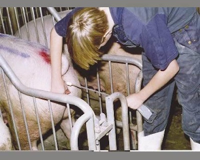 Make sure that the pens used for sows in the mating area allow unrestricted access to the back of the animal at insemination.